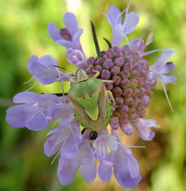 Pentatomidae: Antheminia lunulata del Veneto (TV)